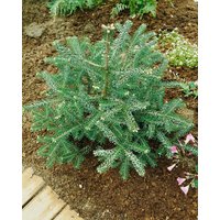 Kategorie <b>Nadelbäume u. Koniferen </b> - Abies koreana 'Nana' 80 cm Stammhöhe