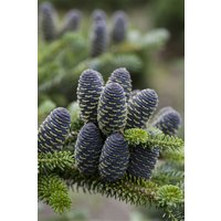 Kategorie <b>Nadelbäume u. Koniferen </b> - Abies koreana 'Sämling' 175-200 cm