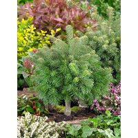 Kategorie <b>Nadelbäume u. Koniferen </b> - Abies lasiocarpa 'Green Globe' 60-70 cm