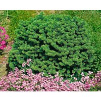 Kategorie <b>Nadelbäume u. Koniferen </b> - Abies nordmanniana 'Nana' 60 cm