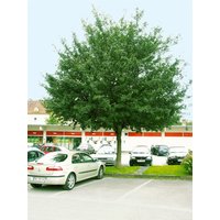 Laubbäume - Acer campestre 'Elsrijk' 14-16 cm Stammumfang