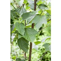 Laubbäume - Acer capillipes 150- 200 cm