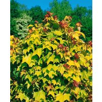 Laubbäume - Acer cappadocicum 'Aureum' 400-450 cm