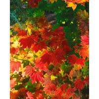 Kategorie <b>Laubbäume </b> - Acer circinatum 125-150 cm