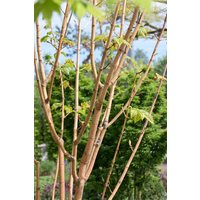 Kategorie <b>Laubbäume </b> - Acer conspicuum 'Phoenix' 150 cm Stammhöhe