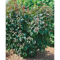 Kategorie <b>Laubbäume </b> - Acer davidii 'Viper' 50-60 cm