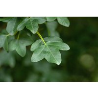 Kategorie <b>Laubbäume </b> - Acer monspessulanum 80-100 cm