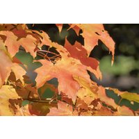 Laubbäume - Acer orientalia 80-100 cm