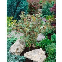 Kategorie <b>Laubbäume </b> - Acer palmatum 'Benihichi-henge' 80 cm Stammhöhe
