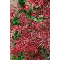 Kategorie <b>Laubbäume </b> - Acer palmatum 'Beni-otake' 100-125 cm