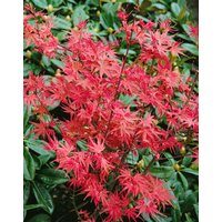 Kategorie <b>Laubbäume </b> - Acer palmatum 'Corallinum' 125-150 cm