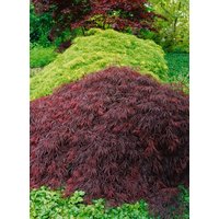 Kategorie <b>Laubbäume </b> - Acer palmatum 'Crimson Queen' 40-50 cm