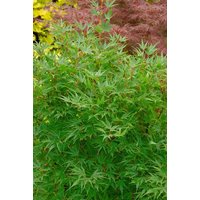 Kategorie <b>Laubbäume </b> - Acer palmatum 'Crippsii' 100-125 cm