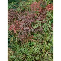 Kategorie <b>Laubbäume </b> - Acer palmatum 'Dissectum Orangeola' 80 cm Stammhöhe