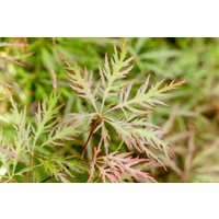 Kategorie <b>Laubbäume </b> - Acer palmatum 'Dissectum Stella Rossa' 80-100 cm