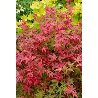 Kategorie <b>Laubbäume </b> - Acer palmatum 'Englishtown' 80-100 cm
