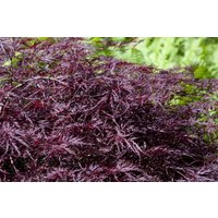 Kategorie <b>Laubbäume </b> - Acer palmatum 'Firecracker' 60-80 cm