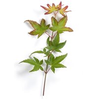 Kategorie <b>Laubbäume </b> - Acer palmatum 'Herhaim' 80-100 cm