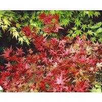 Laubbäume - Acer palmatum 'Koto maru' 40-50 cm