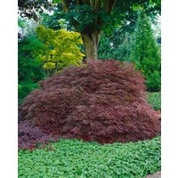 Kategorie <b>Laubbäume </b> - Acer palmatum 'Ornatum' 80-100 cm