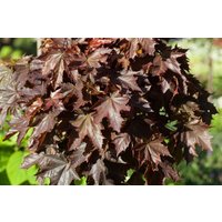 Laubbäume - Acer platanoides 'Crimson King' ca. 30 Liter Container 10-14 cm Stammumfang