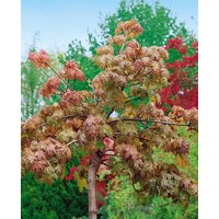 Kategorie <b>Laubbäume </b> - Acer pseudoplatanus 'Brilliantissimum' 150 cm Stammhöhe