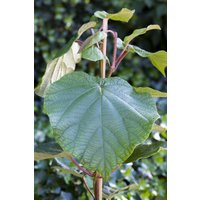 Kategorie <b>Obst </b> - Actinidia deliciosa 'Atlas' ca. 12 cm Topf (Wuchs jahreszeitlich)
