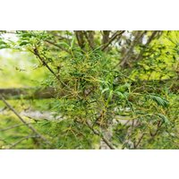 Kategorie <b>Laubbäume </b> - Aesculus hippocastanum 'Laciniata' 30-40 cm