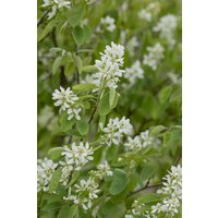 Laubbäume - Amelanchier alnifolia 'Honeywood' 60-80 cm