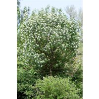 Kategorie <b>Laubbäume </b> - Amelanchier rotundifolia 'Helvetica' 60-80 cm
