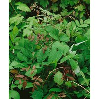 Kategorie <b>Kletterpflanzen </b> - Ampelopsis megalophylla 60-100 cm