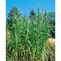 Kategorie <b>Produkt nicht gewünscht </b> - Arundo donax 60-80 cm