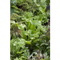 Kategorie <b>Farne </b> - Asplenium scolopendrium 30-40 cm