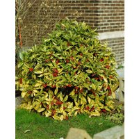 Kategorie <b>Laubbäume </b> - Aucuba japonica 'Crotonifolia' 10-15 cm