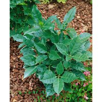 Kategorie <b>Laubbäume </b> - Aucuba japonica 'Rozannie' 60-80 cm