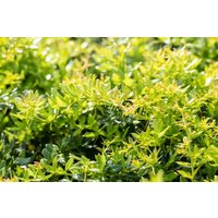 Kategorie <b>Laubbäume </b> - Berberis frikartii 'Verrucandi' 30-40 cm