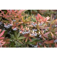 Laubbäume - Berberis gagnepainii 'Klugowski' 50-60 cm