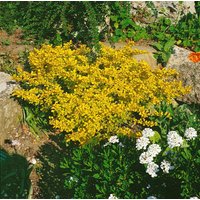 Kategorie <b>Laubbäume </b> - Berberis thunbergii 'Aurea' 30-40 cm