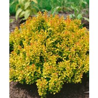 Kategorie <b>Laubbäume </b> - Berberis thunbergii 'Diabolicum' 40-60 cm