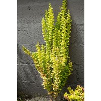 Kategorie <b>Laubbäume </b> - Berberis thunbergii 'Golden Torch' 60-80 cm