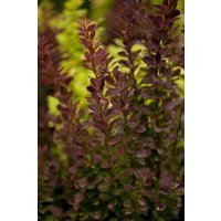 Kategorie <b>Laubbäume </b> - Berberis thunbergii 'Red Rocket' 60-80 cm