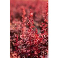 Kategorie <b>Laubbäume </b> - Berberis thunbergii 'Ruby Star' 30-40 cm