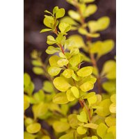 Kategorie <b>Laubbäume </b> - Berberis thunbergii Yellow Tower 20-25 cm