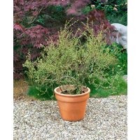 Kategorie <b>Laubbäume </b> - Betula nana 'Golden Treasure' 30-40 cm