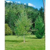 Kategorie <b>Laubbäume </b> - Betula nigra 100-125 cm