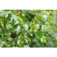 Kategorie <b>Laubbäume </b> - Betula pendula 'Fastigiata' 150-200 cm