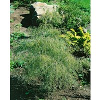 Kategorie <b>Laubbäume </b> - Betula pendula 'Karaca' 30-40 cm