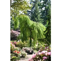 Kategorie <b>Laubbäume </b> - Betula pendula 'Long Trunk' 125 cm Stammhöhe