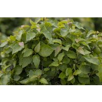 Kategorie <b>Laubbäume </b> - Betula pendula 'Magical Globe' 125 cm Stammhöhe