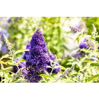 Kategorie <b>Produkt nicht gewünscht </b> - Buddleja davidii 'Adonis Blue' 40-60 cm